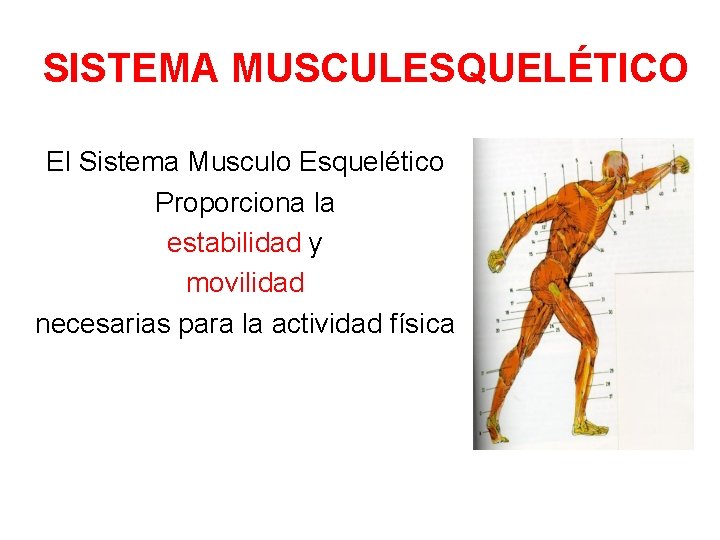 SISTEMA MUSCULESQUELÉTICO El Sistema Musculo Esquelético Proporciona la estabilidad y movilidad necesarias para la