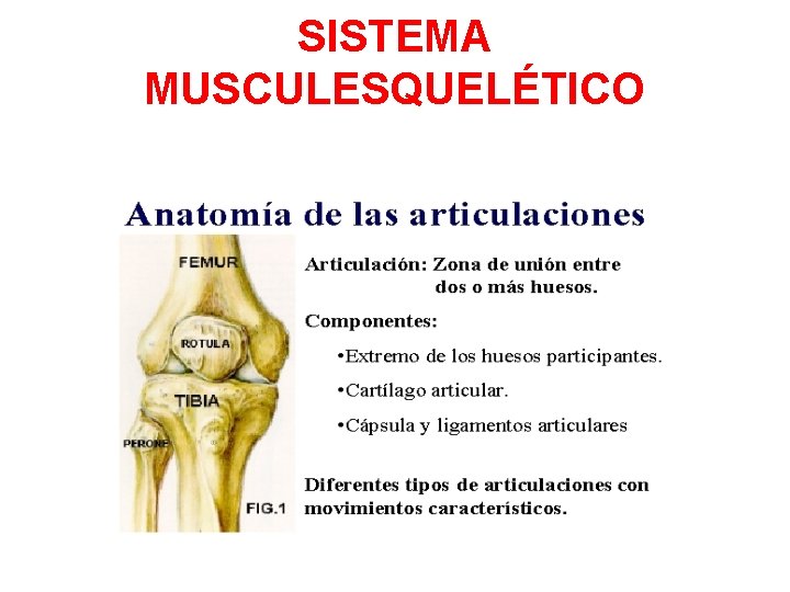 SISTEMA MUSCULESQUELÉTICO 