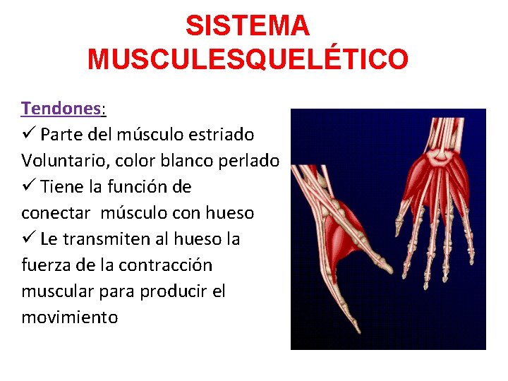 SISTEMA MUSCULESQUELÉTICO Tendones: ü Parte del músculo estriado Voluntario, color blanco perlado ü Tiene