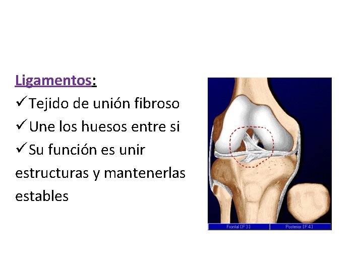 Ligamentos: ü Tejido de unión fibroso ü Une los huesos entre si ü Su