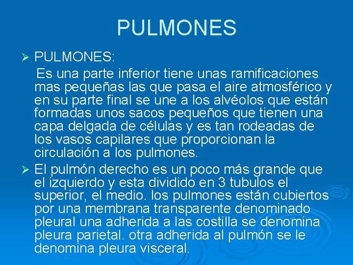 PULMONES: Es una parte inferior tiene unas ramificaciones mas pequeñas las que pasa el