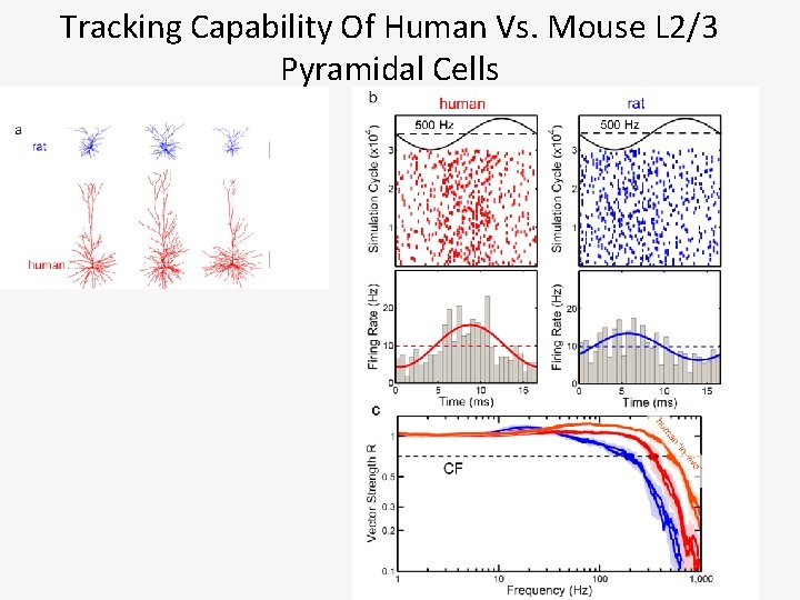 Tracking Capability Of Human Vs. Mouse L 2/3 Pyramidal Cells 