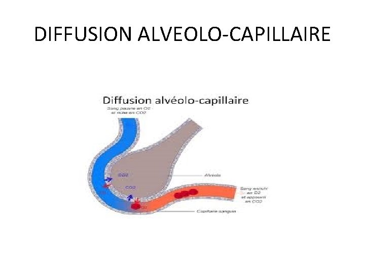 DIFFUSION ALVEOLO-CAPILLAIRE 