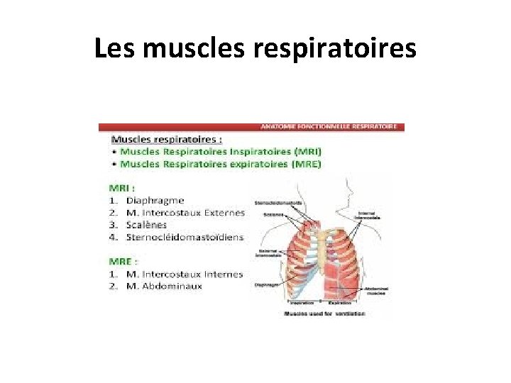 Les muscles respiratoires 