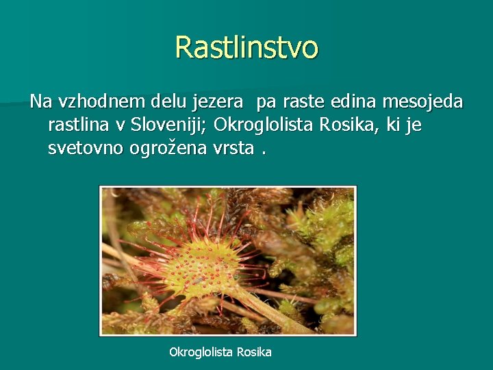 Rastlinstvo Na vzhodnem delu jezera pa raste edina mesojeda rastlina v Sloveniji; Okroglolista Rosika,