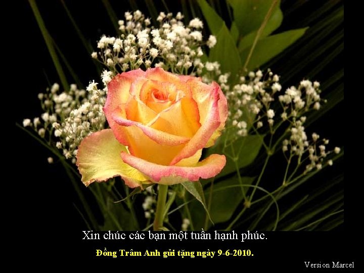 Xin chúc các bạn một tuần hạnh phúc. Đồng Trâm Anh gửi tặng ngày