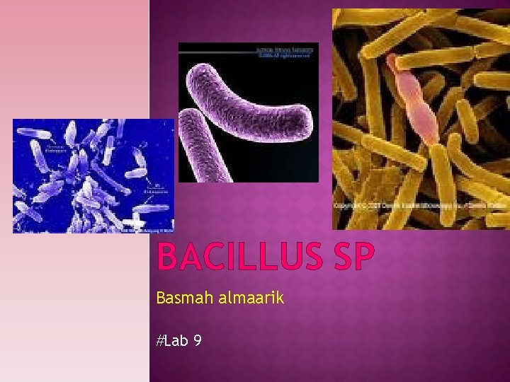 BACILLUS SP Basmah almaarik #Lab 9 