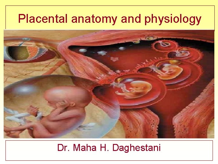 Placental anatomy and physiology Dr. Maha H. Daghestani 