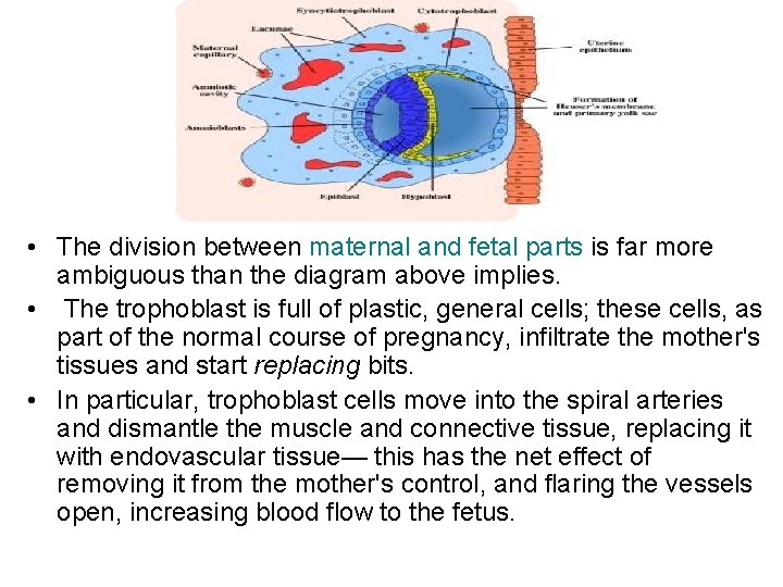  • The division between maternal and fetal parts is far more ambiguous than