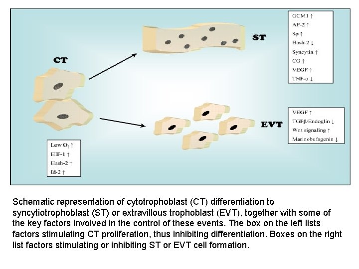 Schematic representation of cytotrophoblast (CT) differentiation to syncytiotrophoblast (ST) or extravillous trophoblast (EVT), together