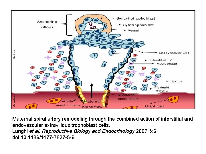 Maternal spiral artery remodeling through the combined action of interstitial and endovascular extravillous trophoblast