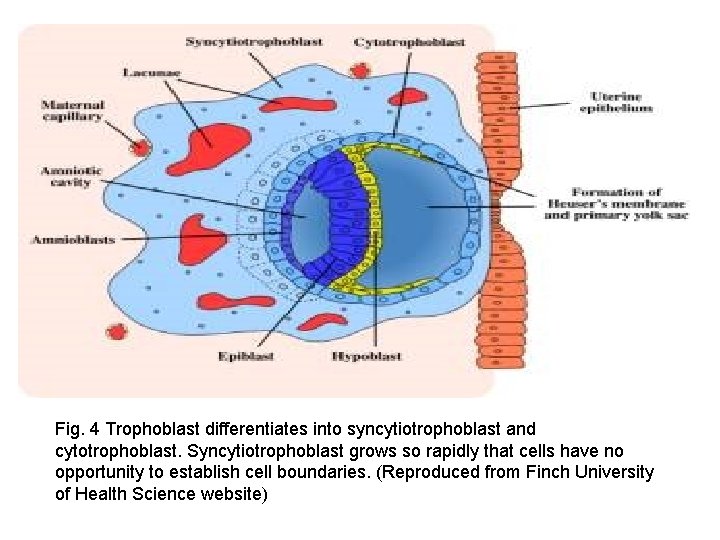 Fig. 4 Trophoblast differentiates into syncytiotrophoblast and cytotrophoblast. Syncytiotrophoblast grows so rapidly that cells