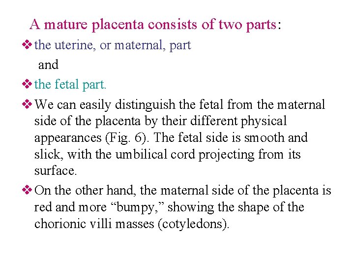 A mature placenta consists of two parts: v the uterine, or maternal, part and