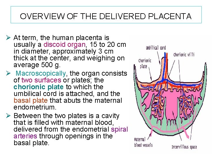 OVERVIEW OF THE DELIVERED PLACENTA Ø At term, the human placenta is usually a