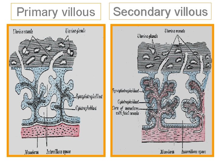 Primary villous Secondary villous 