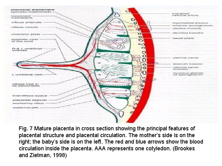 Fig. 7 Mature placenta in cross section showing the principal features of placental structure