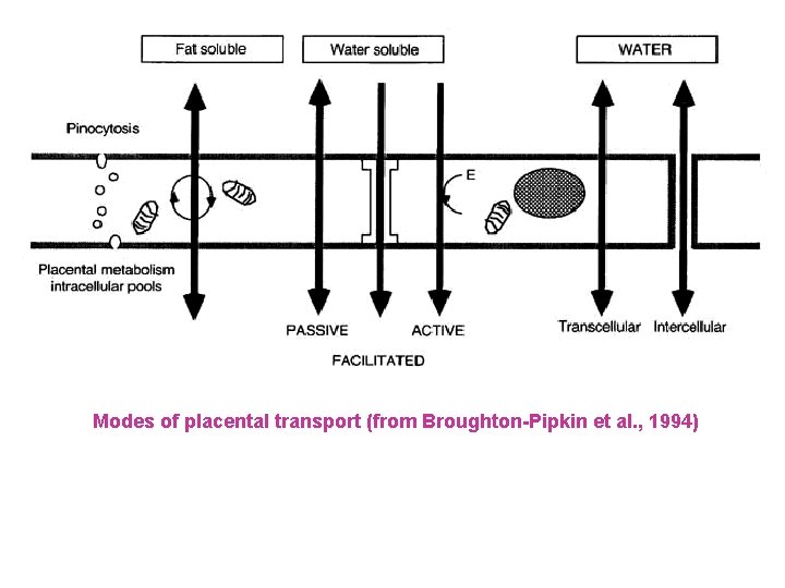 Modes of placental transport (from Broughton-Pipkin et al. , 1994) 