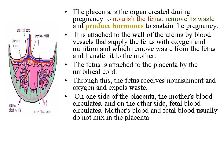  • The placenta is the organ created during pregnancy to nourish the fetus,