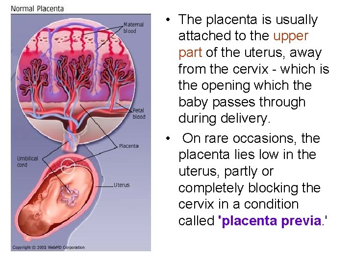  • The placenta is usually attached to the upper part of the uterus,