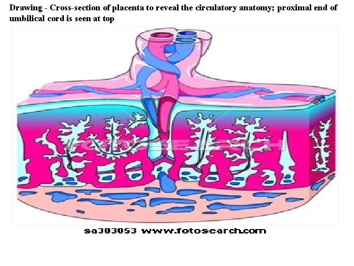 Drawing - Cross-section of placenta to reveal the circulatory anatomy; proximal end of umbilical