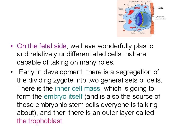  • On the fetal side, we have wonderfully plastic and relatively undifferentiated cells