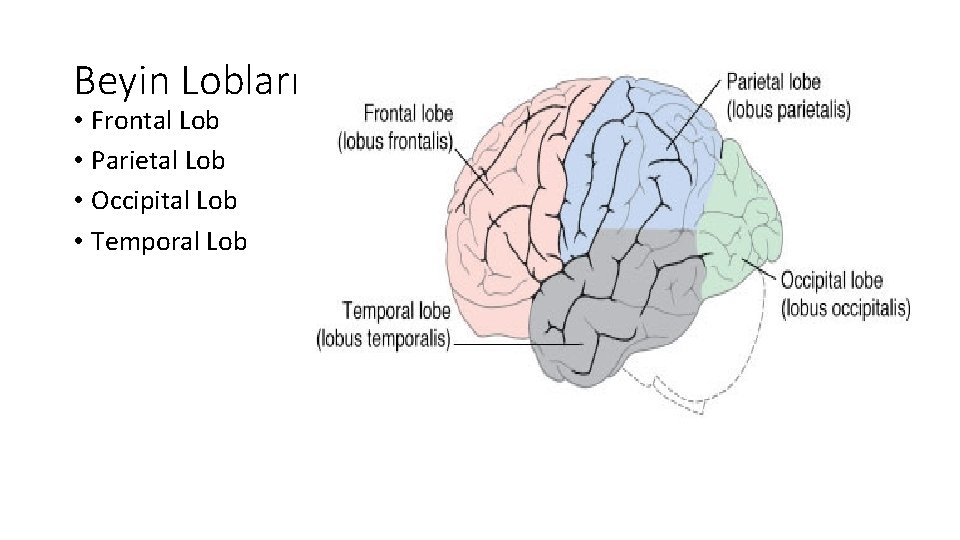 Beyin Lobları • Frontal Lob • Parietal Lob • Occipital Lob • Temporal Lob