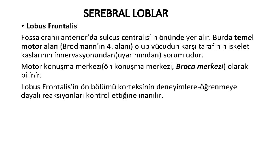 SEREBRAL LOBLAR • Lobus Frontalis Fossa cranii anterior’da sulcus centralis’in önünde yer alır. Burda