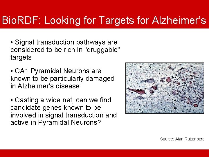 Bio. RDF: Looking for Targets for Alzheimer’s • Signal transduction pathways are considered to