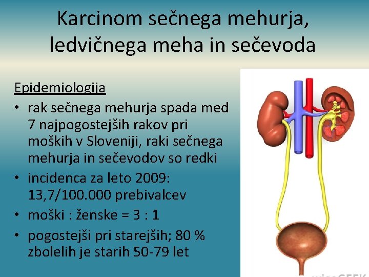 Karcinom sečnega mehurja, ledvičnega meha in sečevoda Epidemiologija • rak sečnega mehurja spada med