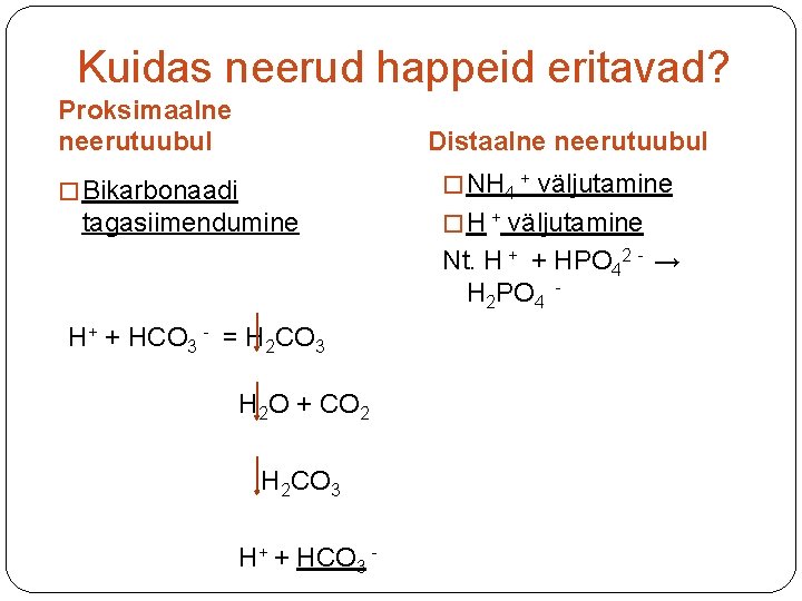 Kuidas neerud happeid eritavad? Proksimaalne neerutuubul Distaalne neerutuubul � NH 4 + väljutamine �