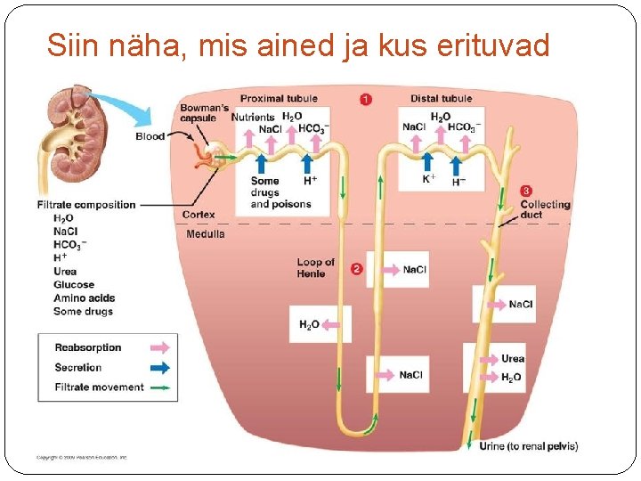 Siin näha, mis ained ja kus erituvad 