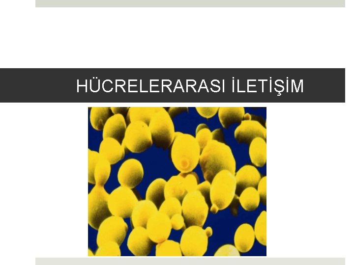 HÜCRELERARASI İLETİŞİM 