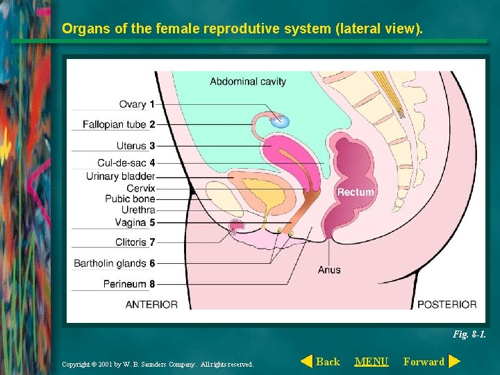 Organs of the female reprodutive system (lateral view). Fig. 8 -1. Copyright © 2001