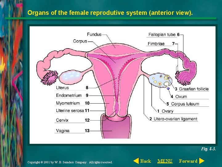 Organs of the female reprodutive system (anterior view). Fig. 8 -3. Copyright © 2001