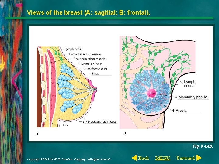 Views of the breast (A: sagittal; B: frontal). A B Fig. 8 -4 AB.