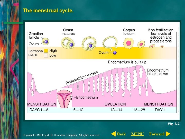 The menstrual cycle. Fig. 8 -5. Copyright © 2001 by W. B. Saunders Company.