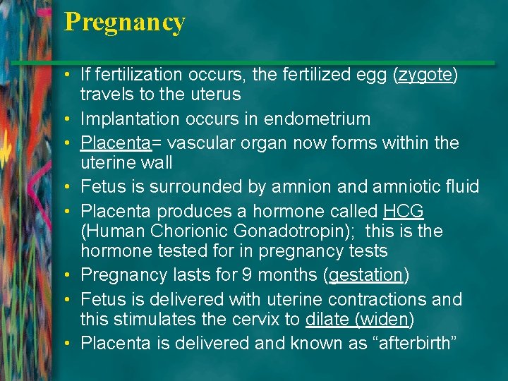 Pregnancy • If fertilization occurs, the fertilized egg (zygote) travels to the uterus •