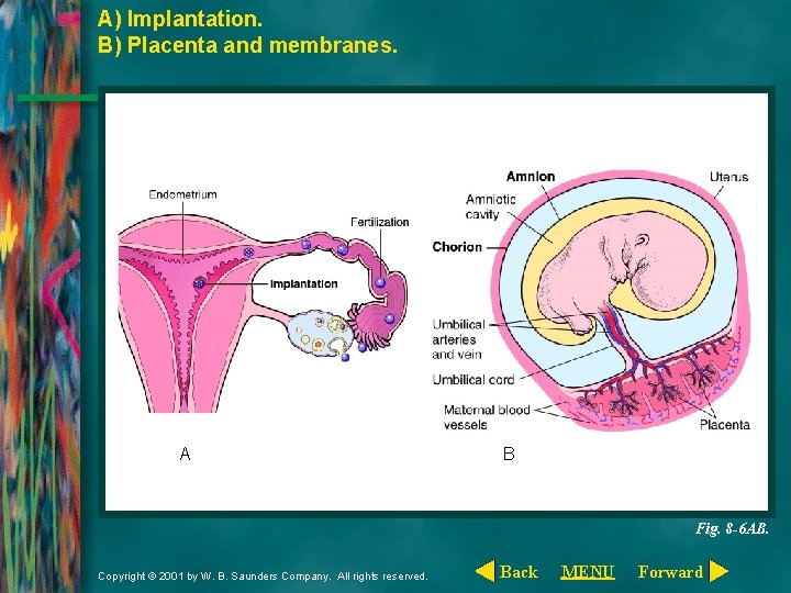 A) Implantation. B) Placenta and membranes. A B Fig. 8 -6 AB. Copyright ©