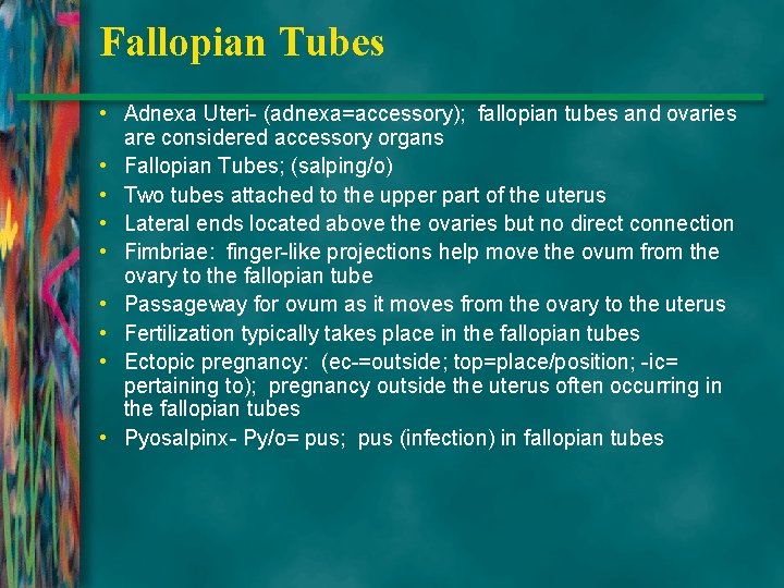 Fallopian Tubes • Adnexa Uteri- (adnexa=accessory); fallopian tubes and ovaries are considered accessory organs