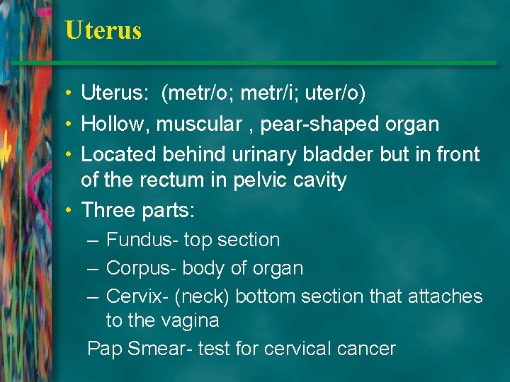 Uterus • Uterus: (metr/o; metr/i; uter/o) • Hollow, muscular , pear-shaped organ • Located