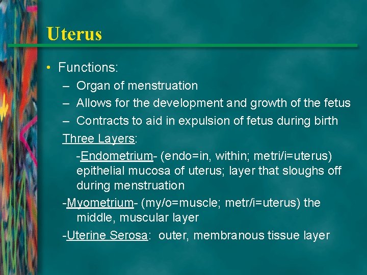 Uterus • Functions: – Organ of menstruation – Allows for the development and growth