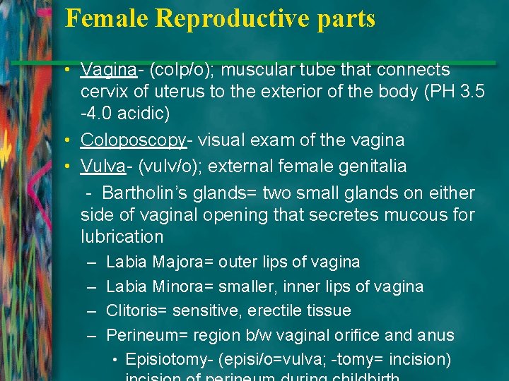 Female Reproductive parts • Vagina- (colp/o); muscular tube that connects cervix of uterus to
