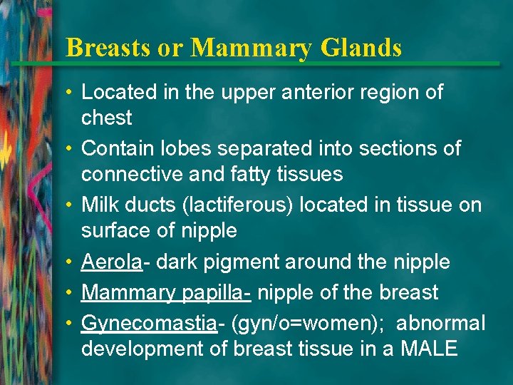 Breasts or Mammary Glands • Located in the upper anterior region of chest •