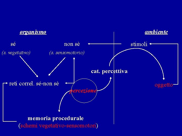 organismo ambiente sé non sè (s. vegetativo) stimoli (s. sensomotorio) cat. percettiva reti correl.