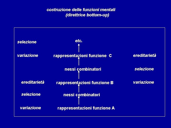 costruzione delle funzioni mentali (direttrice bottom-up) selezione variazione ereditarietà selezione variazione etc. rappresentazioni funzione