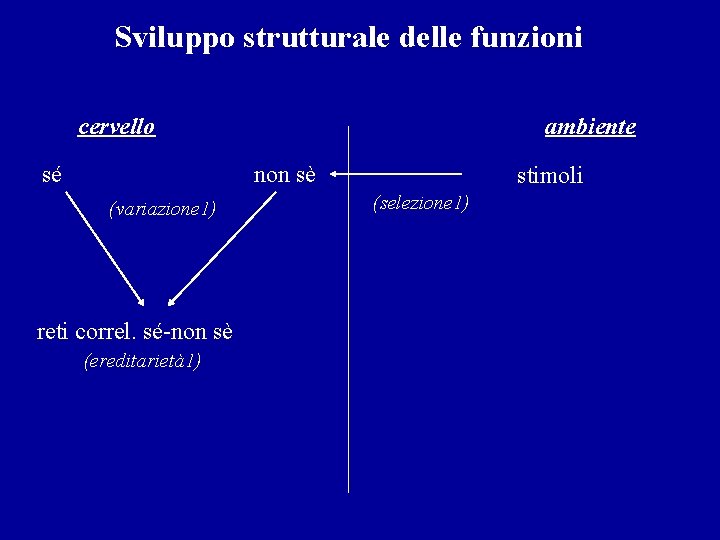 Sviluppo strutturale delle funzioni cervello sé ambiente non sè (variazione 1) reti correl. sé-non