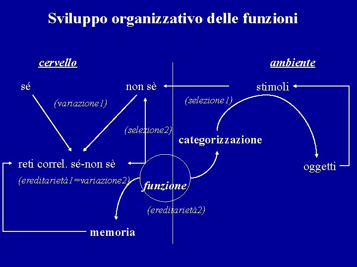 Sviluppo organizzativo delle funzioni cervello ambiente sé non sè stimoli (selezione 1) (variazione 1)