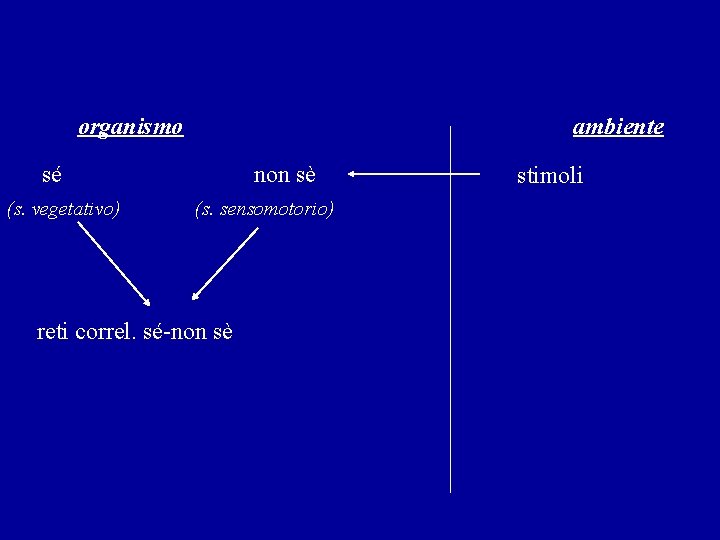 organismo ambiente sé (s. vegetativo) non sè (s. sensomotorio) reti correl. sé-non sè stimoli