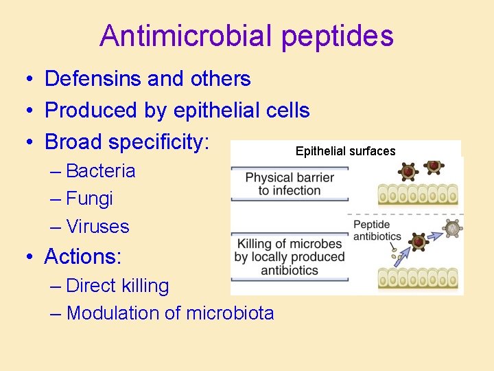 Antimicrobial peptides • Defensins and others • Produced by epithelial cells • Broad specificity: