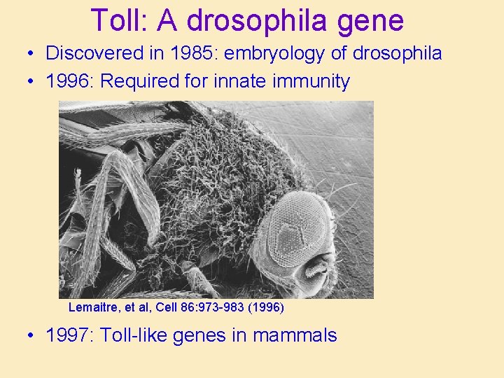 Toll: A drosophila gene • Discovered in 1985: embryology of drosophila • 1996: Required